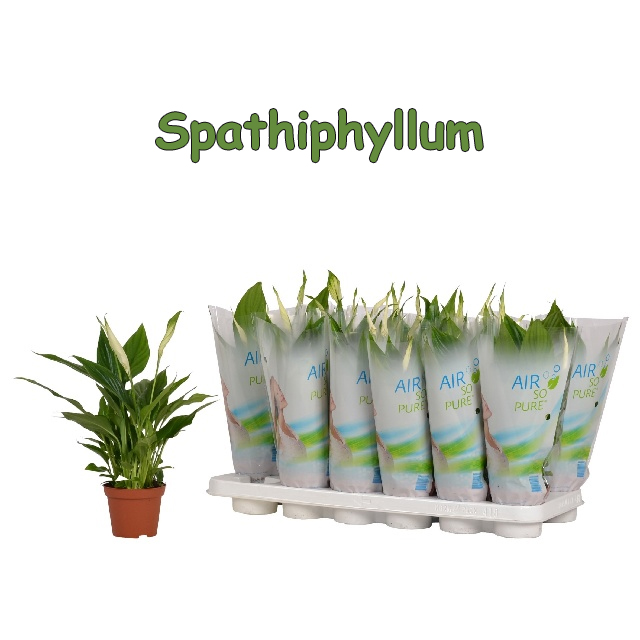 spathiphyllum