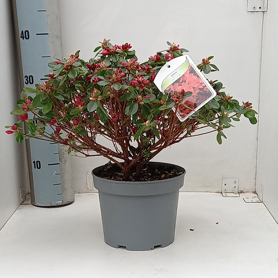rode japonica hino crimson plant